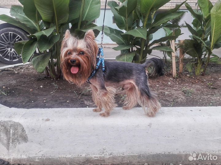 Йоркширский терьер вязка