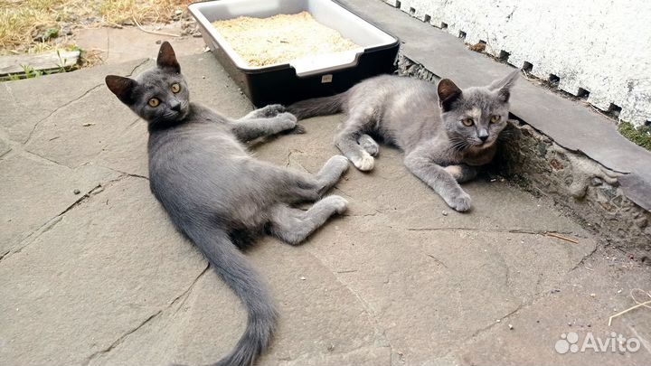 Отдам в добрые руки котят