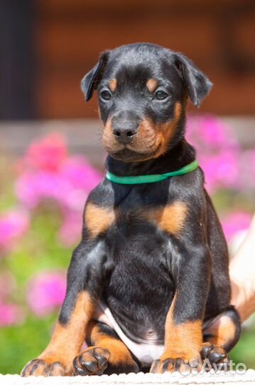 Щенки добермана, питомник РКФ