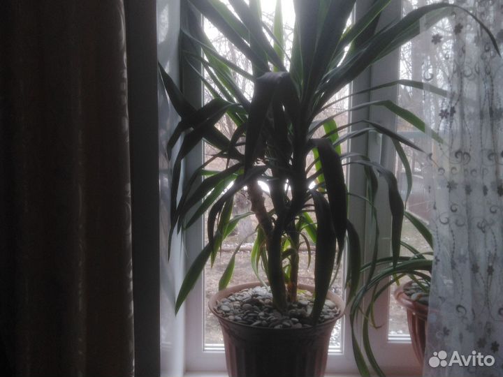 Пальма юкка