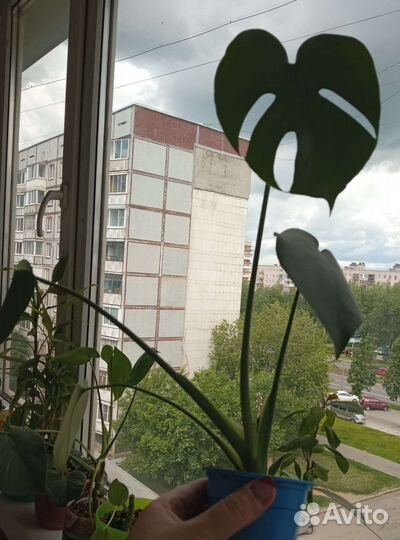 Продам цветы комнатные