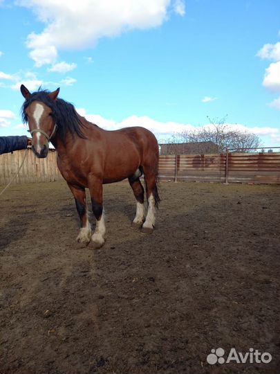 Продам тяжеловоза