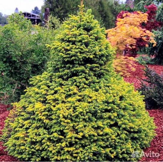 Ель сербская Певе Тиджен, с5