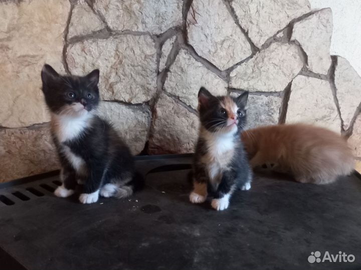 Рыжие и трехцветные котята