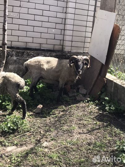 Овцы и бараны