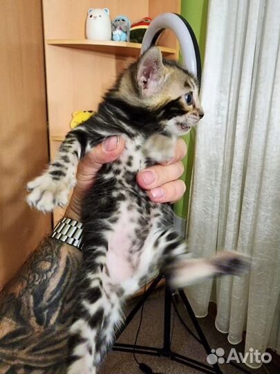 Бенгальская