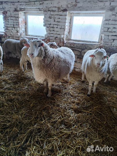 Бараны на племя
