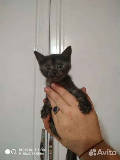 Котята в дар