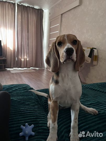 Щенки бигль девочка