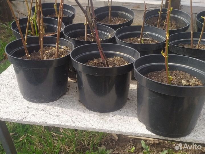 Горшки для рассады бу 3-5 литров