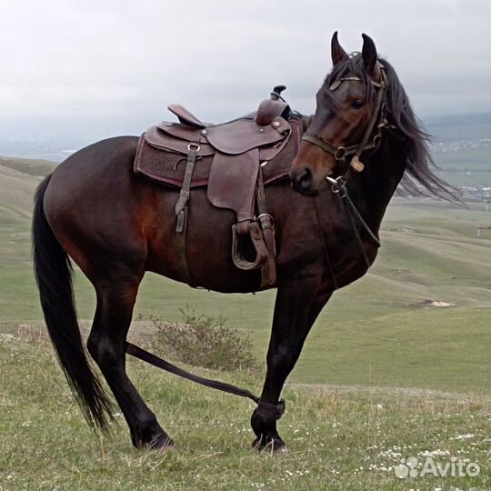 Жеребец карачаевской породы