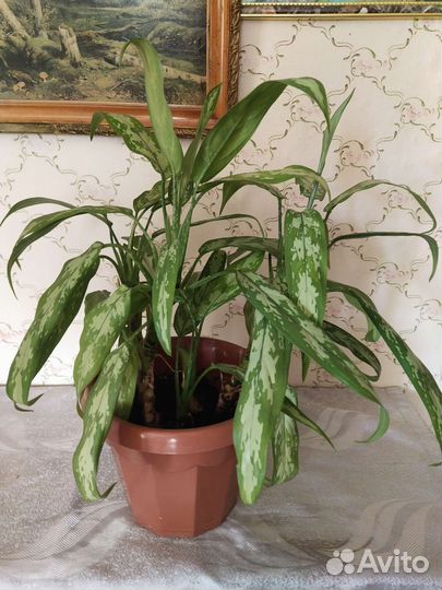 Пальма драцена