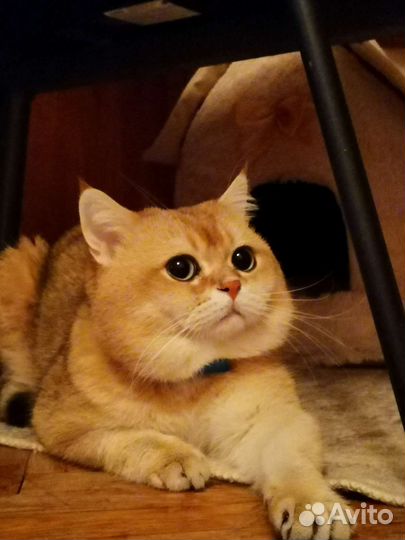 Шотландский кот вязка