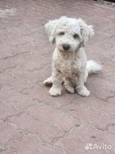 Щенки бишон фризе