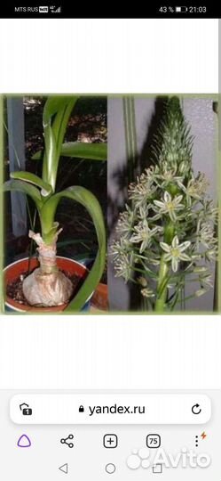 Индийский лук