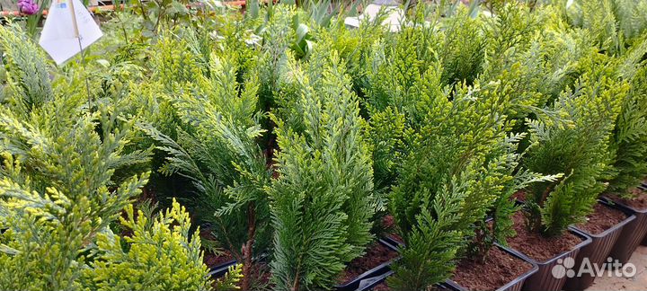 Кипарисовики Туя