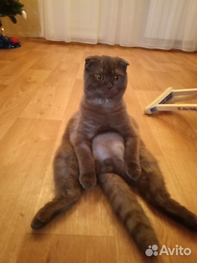 Кот на вязку