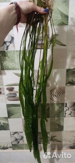 Аквариумные растения