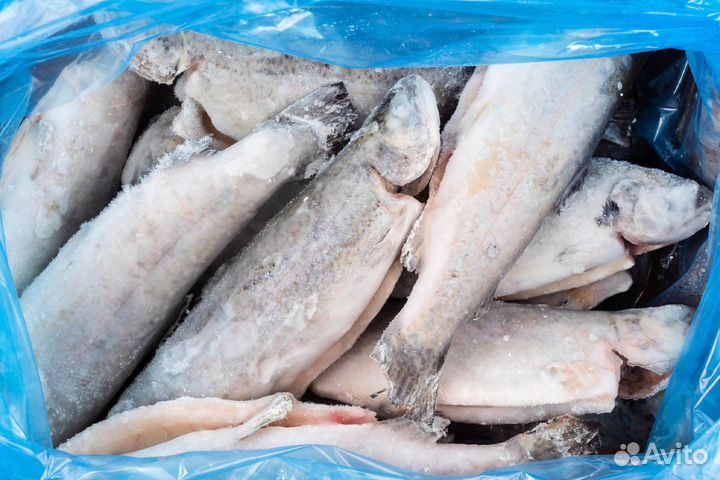 Готовый бизнес: рыбный магазин с оборудованием