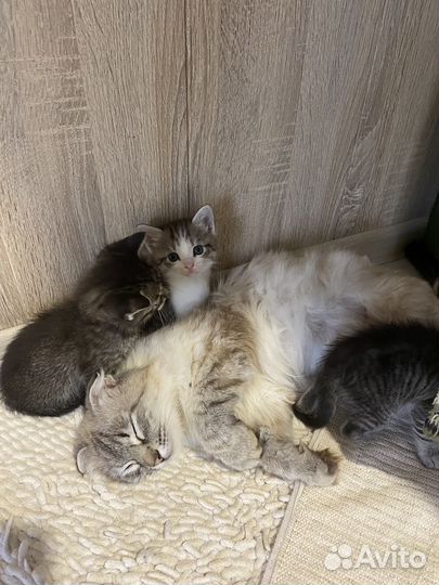 Котята в добрые руки