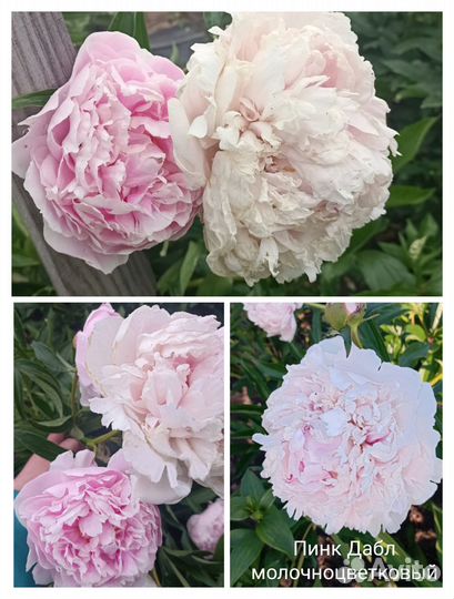 Пионы корни сортовые