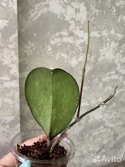 Хойя мишель