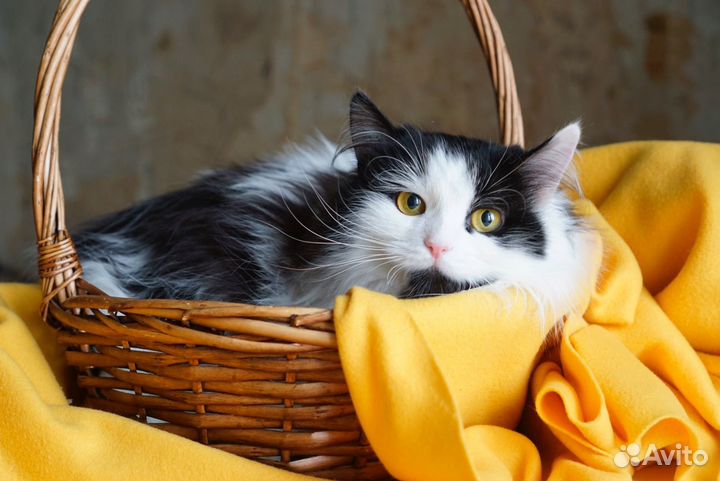 Фотограф для животных