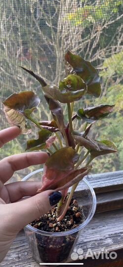 Syngonium Strawberry ice Galaxy