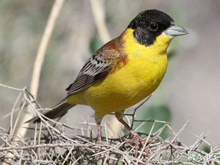 Певчие лесные птицы