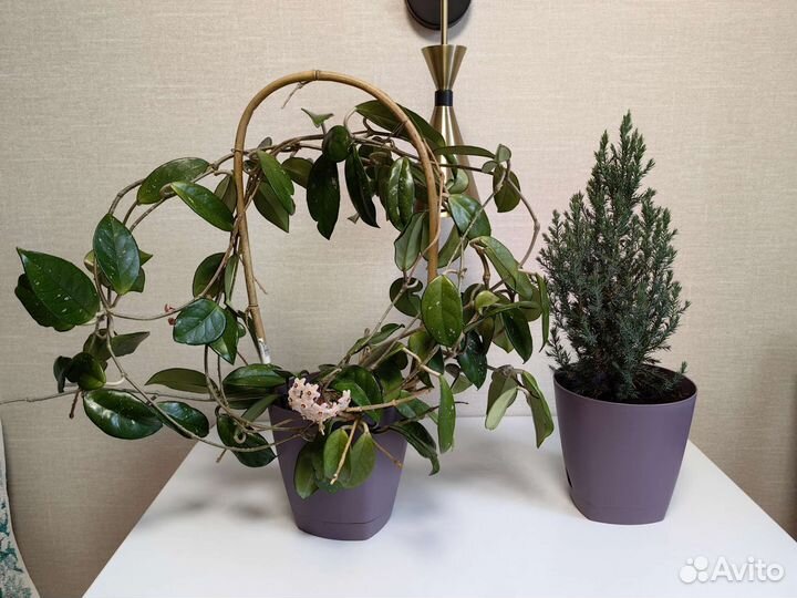 Хойя. Восковой плющ