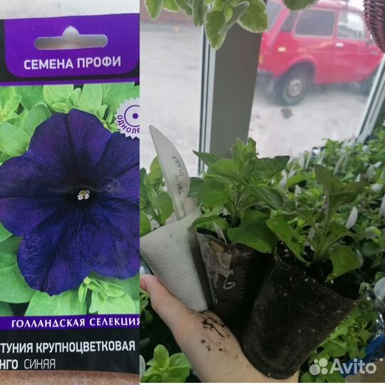 Петунья