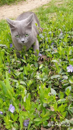 Котята бесплатно