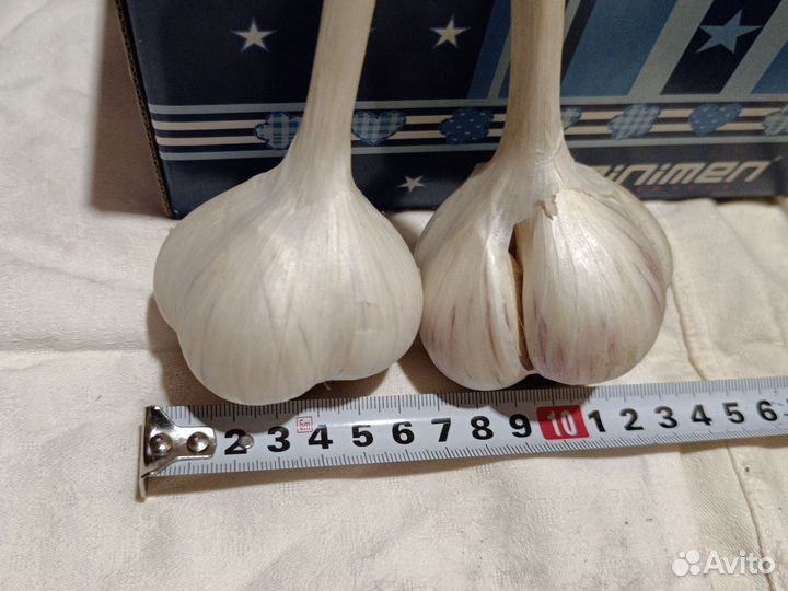 Семена чеснока