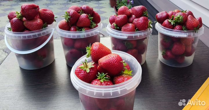 Ягода клубники