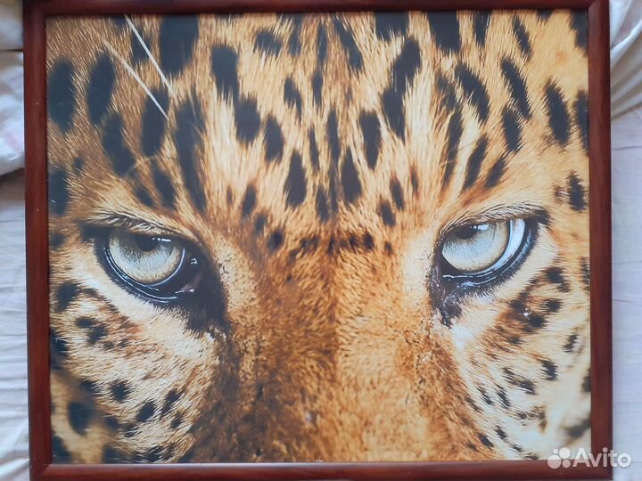 Картина 'Взгляд Хищника'