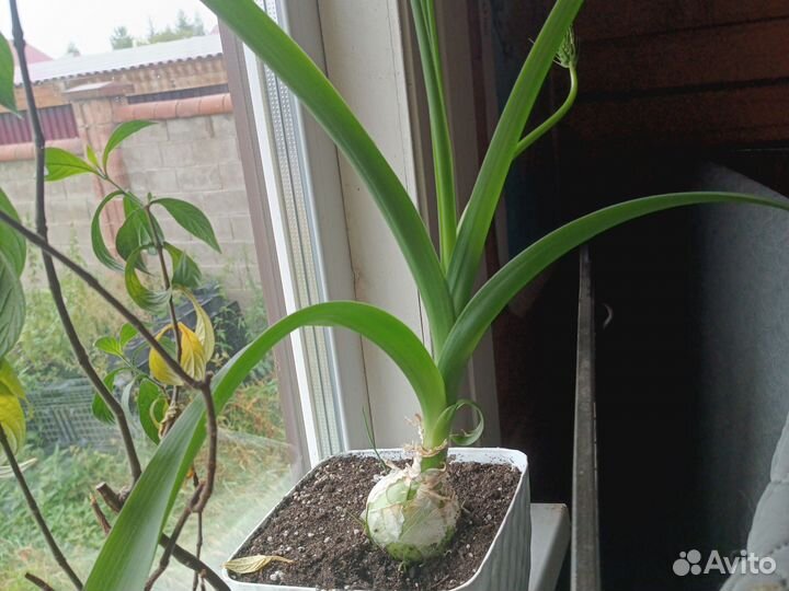 Индийский лук