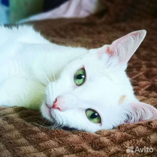 Передержка кошек и других небольших питомцев