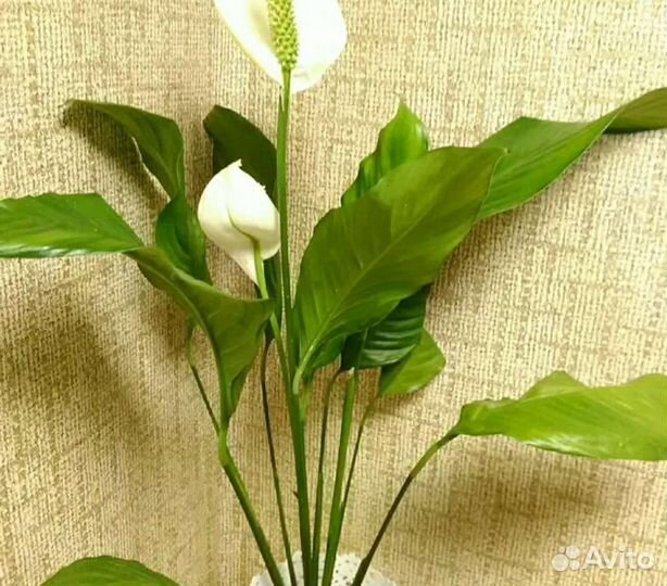Молодое растение спатифиллума