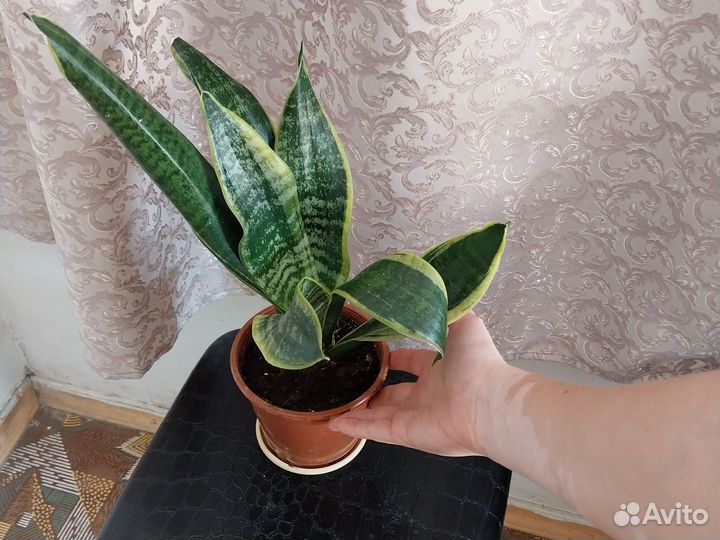 Сансевиерия сортовая