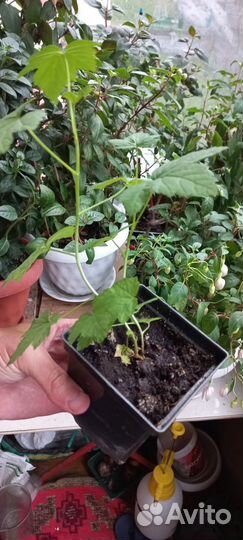 Продам саженцы смородины