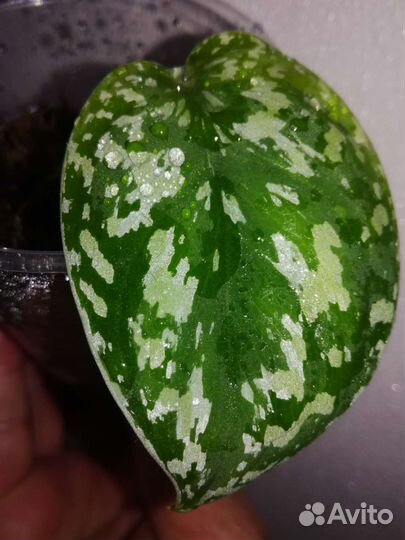 Сциндапсус триколор totool