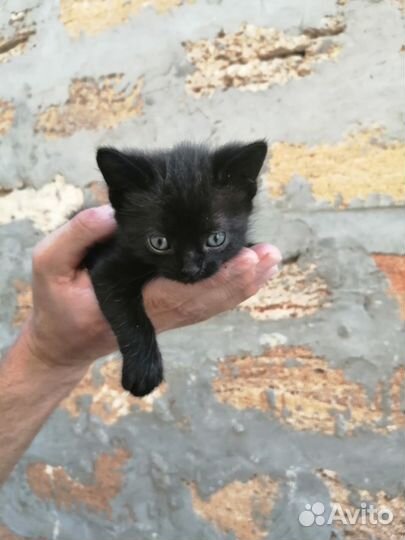 Котенок, мальчик 2 мес