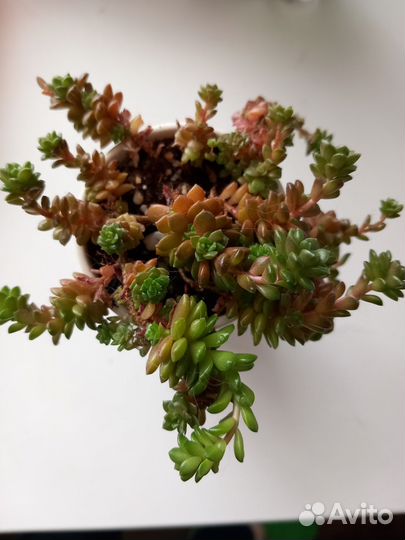 Sedum