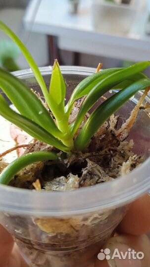 Микро орхидея haraella retrocalla