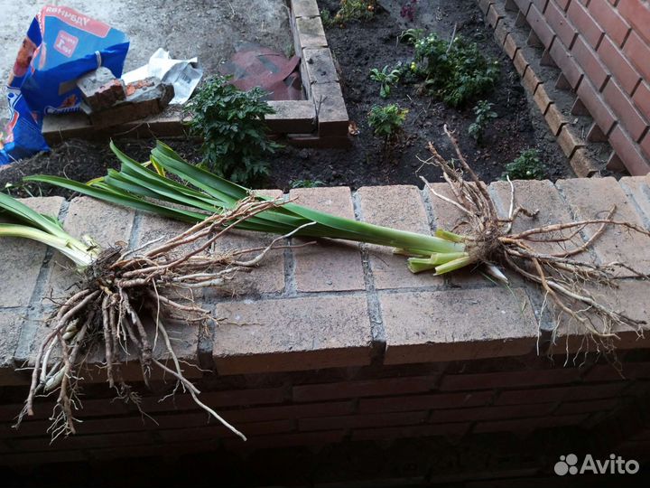 Лилейник Chocolat Candy