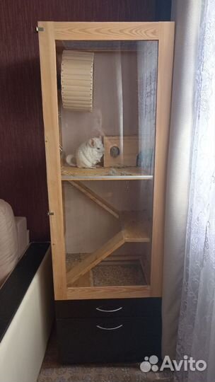 Пара шиншилл с витриной