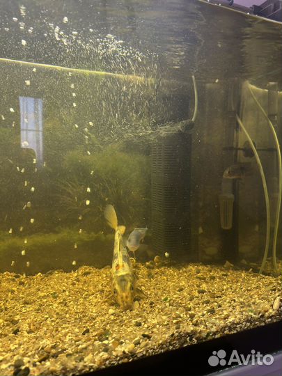 Готовый Аквариум с рыбками и тумбой