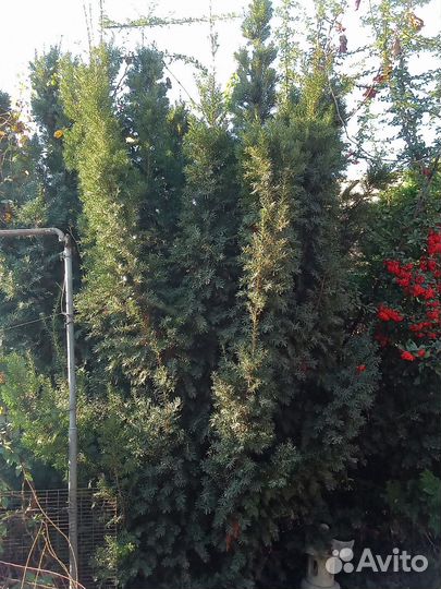 Тис средний