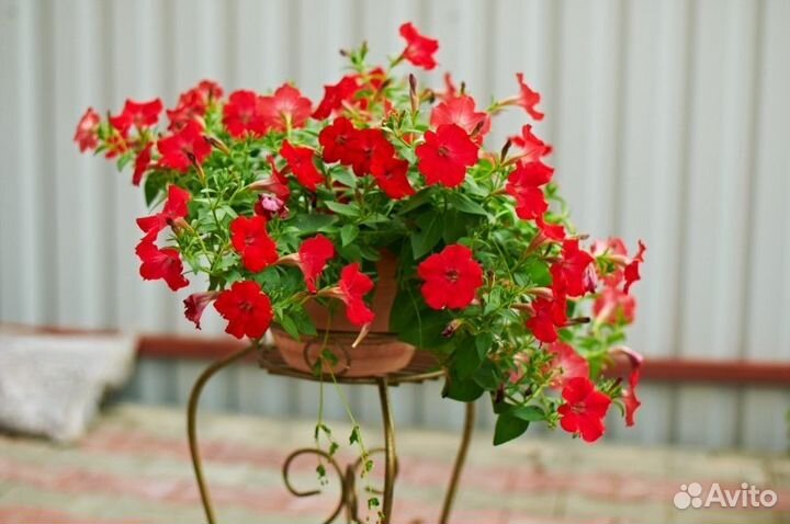 Рассада цветов и овощей