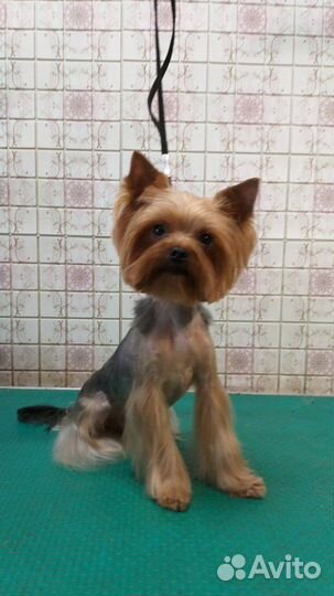 Молодой красавчик ищет девочку для вязки